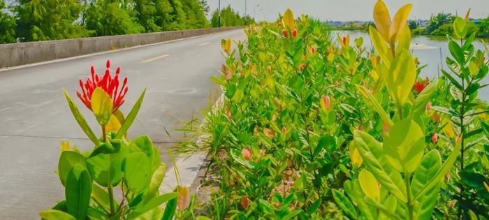 外四片綠道網(wǎng)建設工程